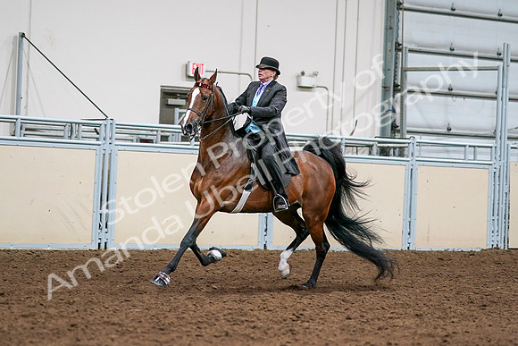 2020 - AB Morgan Horse - Sat, Sept 05 - 12983