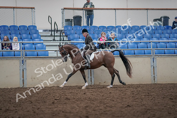 2019 Morgan Horse Show - Aug 31, 2019 - 16025