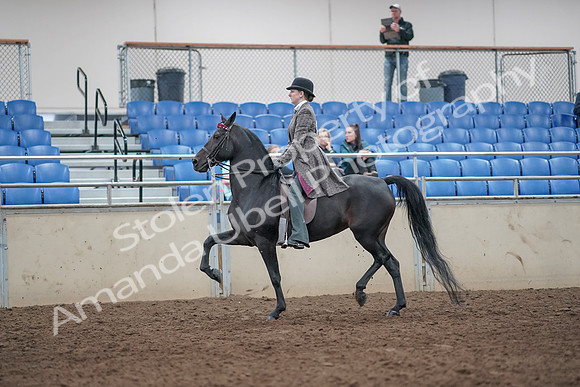 2019 Morgan Horse Show - Aug 31, 2019 - 08512