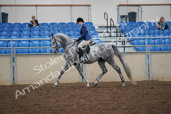 2019 Morgan Horse Show - Aug 30, 2019 - 16212