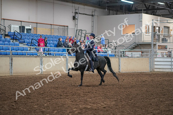 2019 Morgan Horse Show - Aug 30, 2019 - 12158