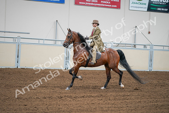 2020 - AB Morgan Horse - Sat, Sept 05 - 08003