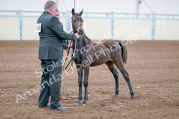 2020 - AB Morgan Horse - Fri, Sept 04 - 06205
