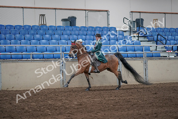 2019 Morgan Horse Show - Sept 01, 2019 - 13266