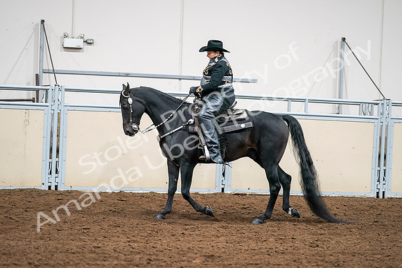 2020 - AB Morgan Horse - Sat, Sept 05 - 08909