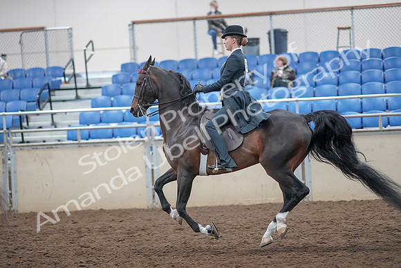 2019 Morgan Horse Show - Aug 31, 2019 - 08834