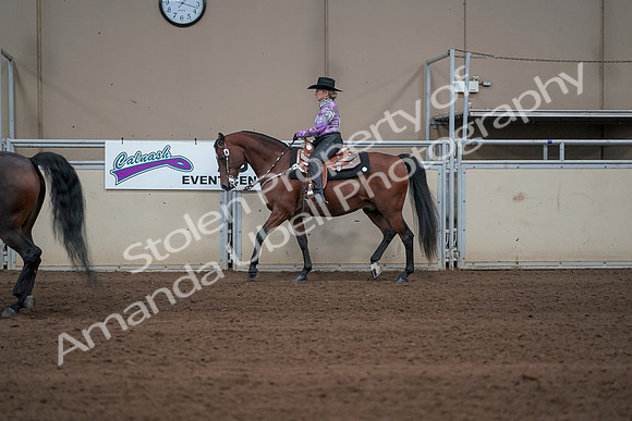 2019 Morgan Horse Show - Sept 01, 2019 - 06873
