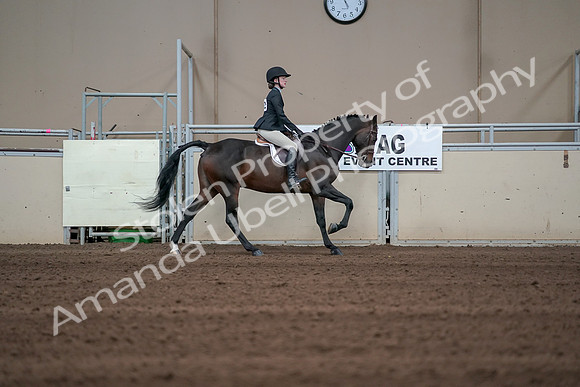 2019 Morgan Horse Show - Sept 01, 2019 - 03922