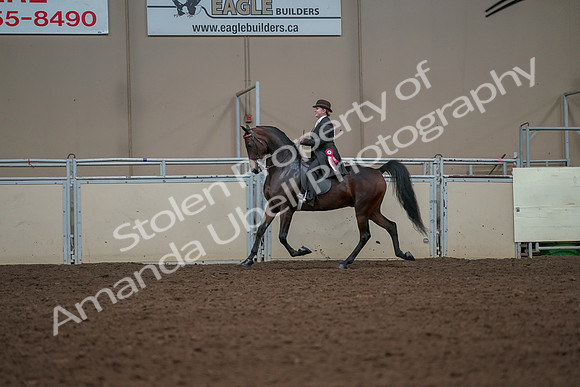 2019 Morgan Horse Show - Aug 30, 2019 - 28320