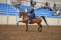 2020 - AB Morgan Horse - Sat, Sept 05 - 09696