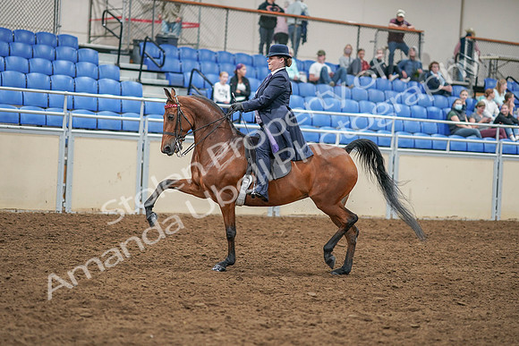 2020 - AB Morgan Horse - Sat, Sept 05 - 09696