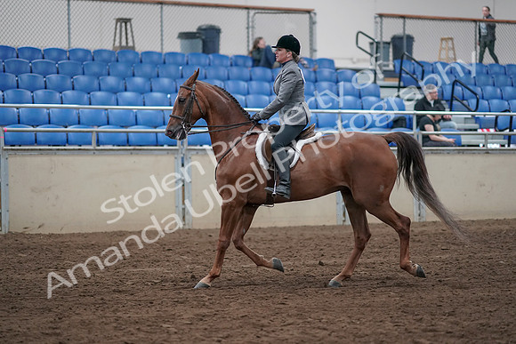 2019 Morgan Horse Show - Sept 01, 2019 - 12162