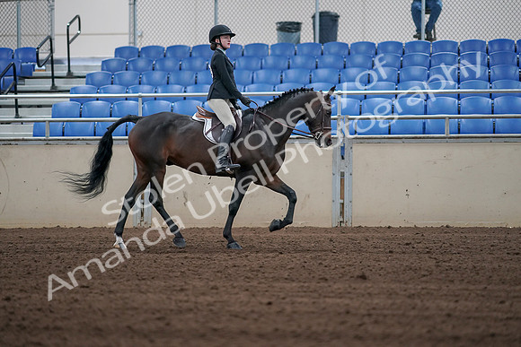 2019 Morgan Horse Show - Sept 01, 2019 - 03942
