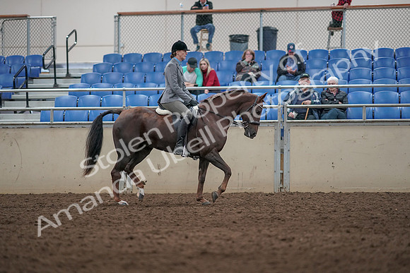 2019 Morgan Horse Show - Aug 31, 2019 - 07432