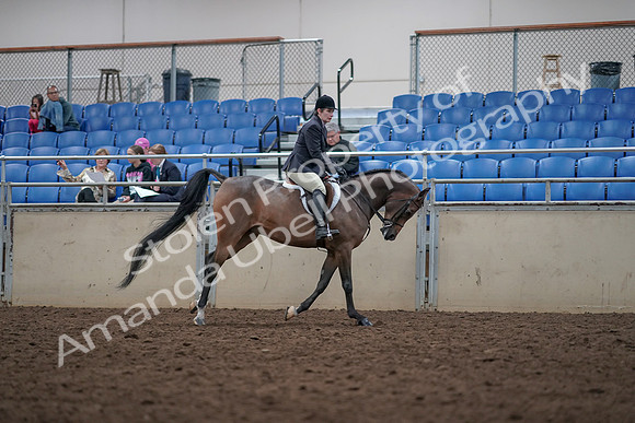 2019 Morgan Horse Show - Aug 31, 2019 - 16121