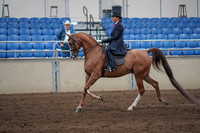 2019 Morgan Horse Show - Sept 01, 2019 - 11892