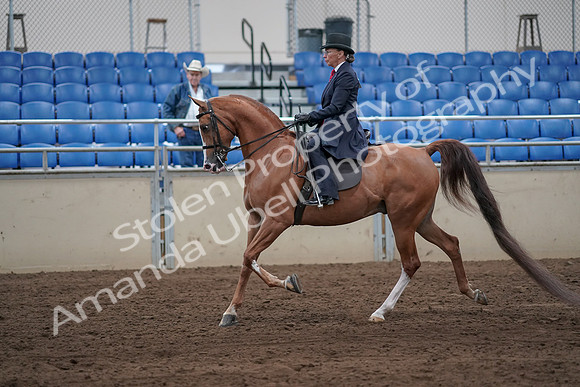 2019 Morgan Horse Show - Sept 01, 2019 - 11892