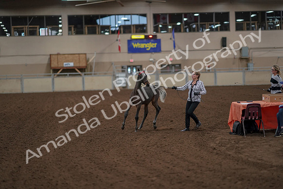 2019 Morgan Horse Show - Aug 30, 2019 - 24909
