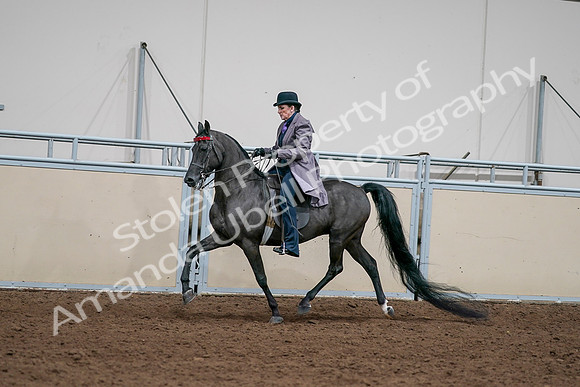 2020 - AB Morgan Horse - Sat, Sept 05 - 13709