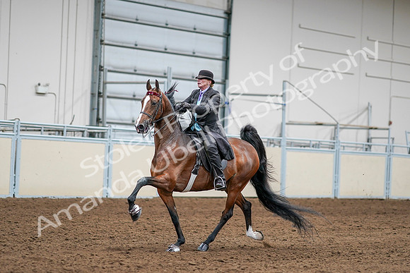 2020 - AB Morgan Horse - Sat, Sept 05 - 13160