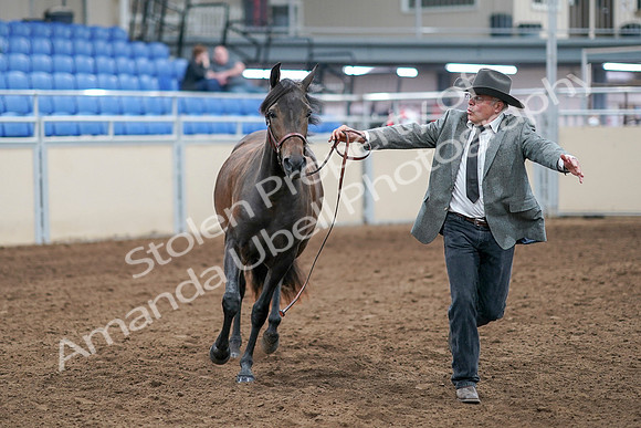 2020 - AB Morgan Horse - Sat, Sept 05 - 00725