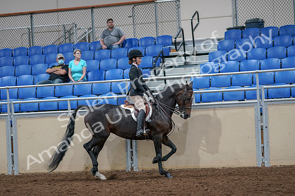 2020 - AB Morgan Horse - Fri, Sept 04 - 06041