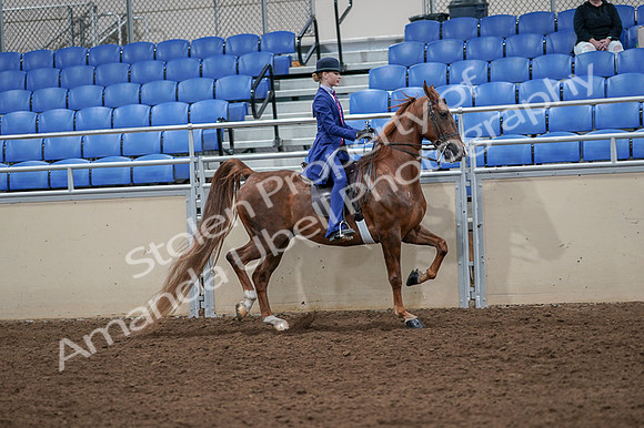 2020 - AB Morgan Horse - Fri, Sept 04 - 05250