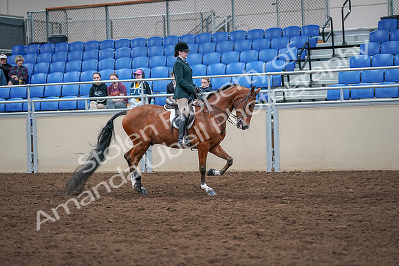 2020 - AB Morgan Horse - Sat, Sept 05 - 05105