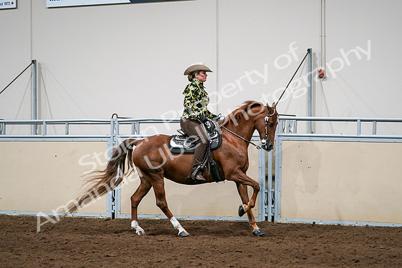 2020 - AB Morgan Horse - Sat, Sept 05 - 08928