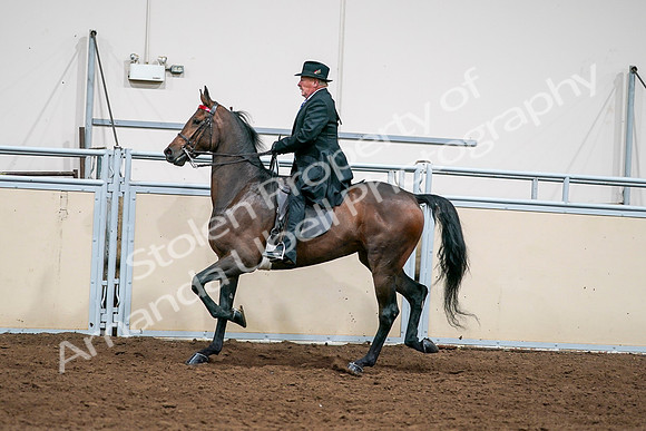 2020 - AB Morgan Horse - Sat, Sept 05 - 08135