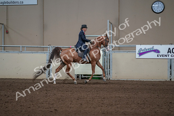 2019 Morgan Horse Show - Sept 01, 2019 - 12043