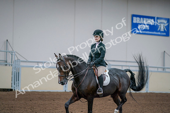 2020 - AB Morgan Horse - Fri, Sept 04 - 06172