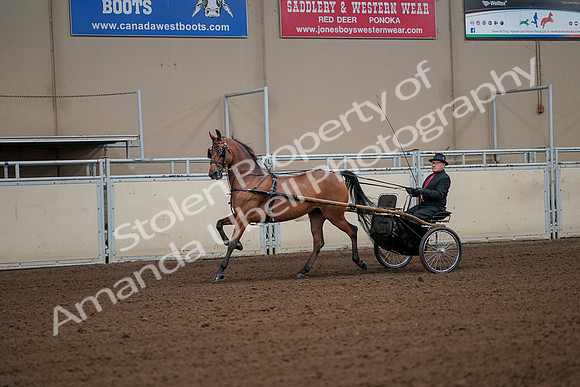 2019 Morgan Horse Show - Aug 30, 2019 - 13055