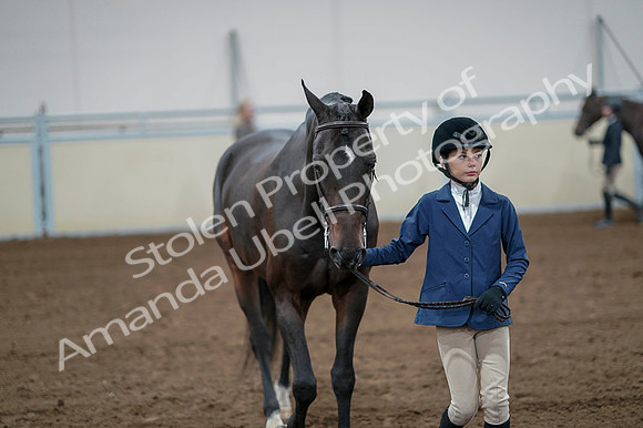 2020 - AB Morgan Horse - Fri, Sept 04 - 00770