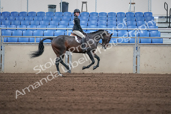 2019 Morgan Horse Show - Sept 01, 2019 - 03890