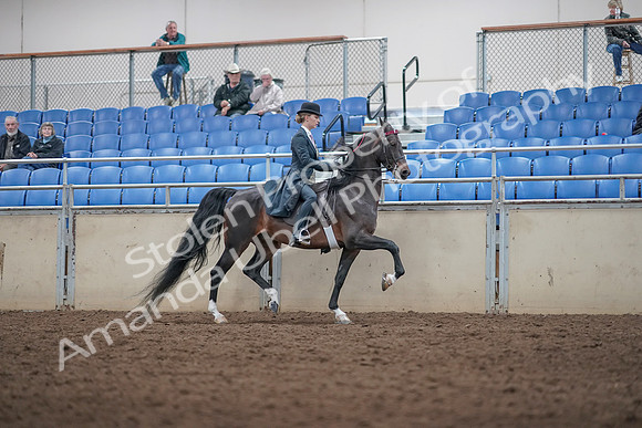 2019 Morgan Horse Show - Aug 31, 2019 - 08918