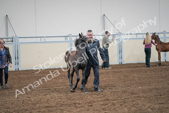 2020 - AB Morgan Horse - Sat, Sept 05 - 00477