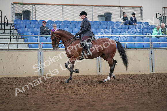2019 Morgan Horse Show - Aug 30, 2019 - 20255