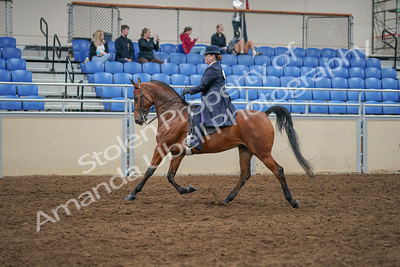 2020 - AB Morgan Horse - Sat, Sept 05 - 09700