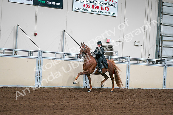2020 - AB Morgan Horse - Sat, Sept 05 - 08027