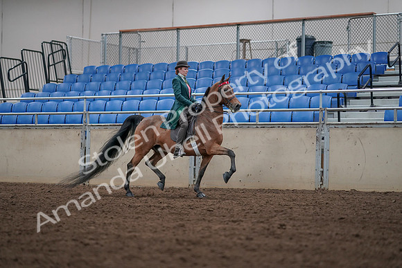 2019 Morgan Horse Show - Sept 01, 2019 - 13346