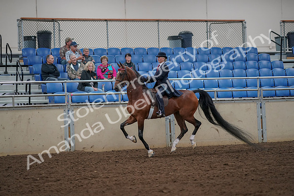 2019 Morgan Horse Show - Aug 30, 2019 - 25143