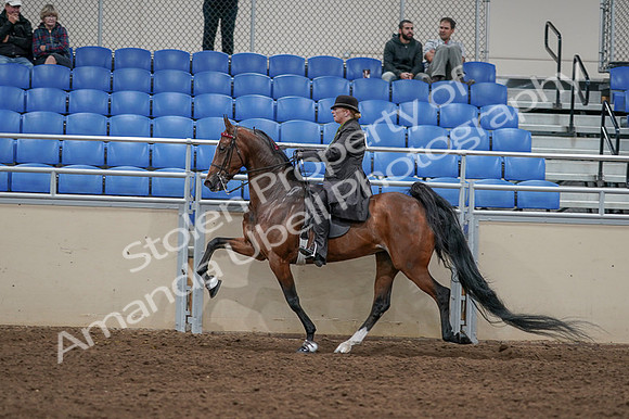 2020 - AB Morgan Horse - Fri, Sept 04 - 09778