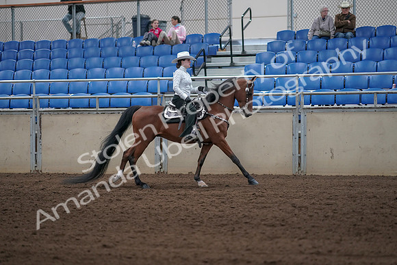2019 Morgan Horse Show - Sept 01, 2019 - 07039