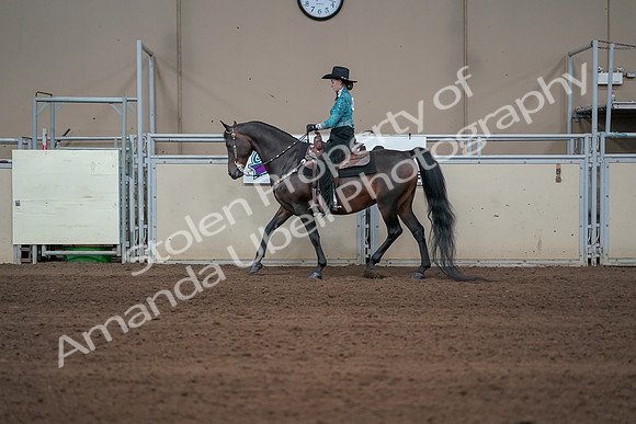 2019 Morgan Horse Show - Sept 01, 2019 - 06922