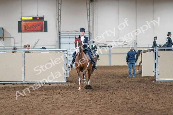 2020 - AB Morgan Horse - Sat, Sept 05 - 11356