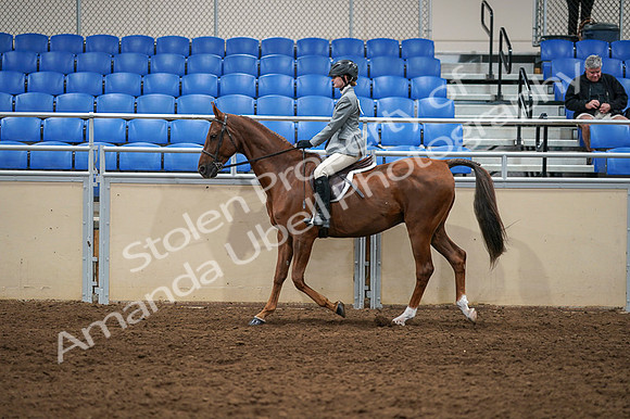 2020 - AB Morgan Horse - Fri, Sept 04 - 02971