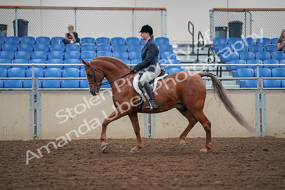 2019 Morgan Horse Show - Aug 30, 2019 - 16016