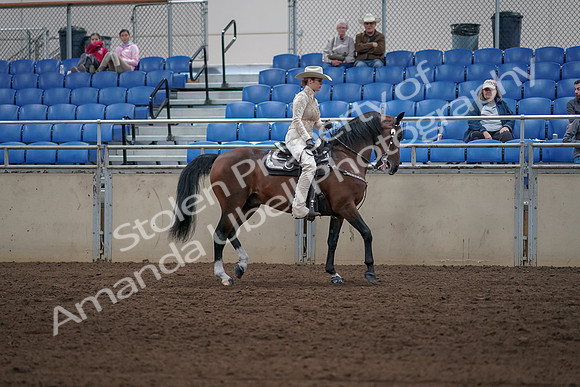 2019 Morgan Horse Show - Sept 01, 2019 - 07179