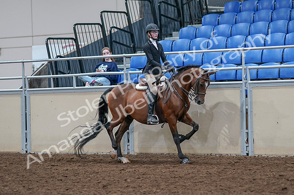 2020 - AB Morgan Horse - Fri, Sept 04 - 06105